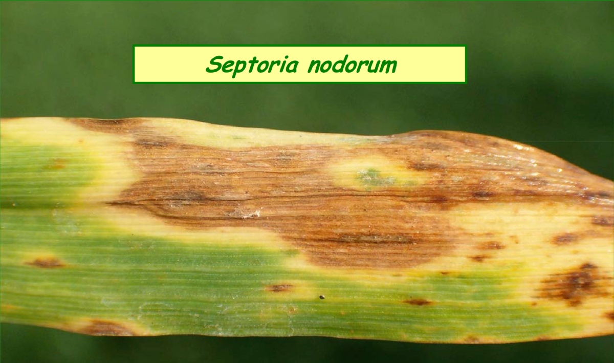 Stagonospora nodorum